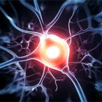 Stem Cell Treatment Shows Promise in Animal Model of Diabetic Neuropathy
