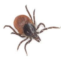 Neuropsychiatric Complications Associated with Lyme Disease