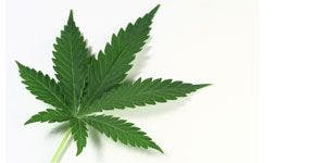 Study Reveals Potential Cause of Marijuana's Anxiety-reducing Effects