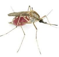 Dengue Fever Can Have Severe  Neurological Manifestations