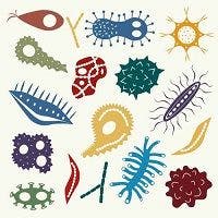 IBD: Different Microbes Cause Different Symptoms 