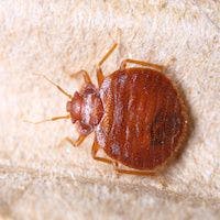 Bed Bugs Able to Transmit Chagas Disease