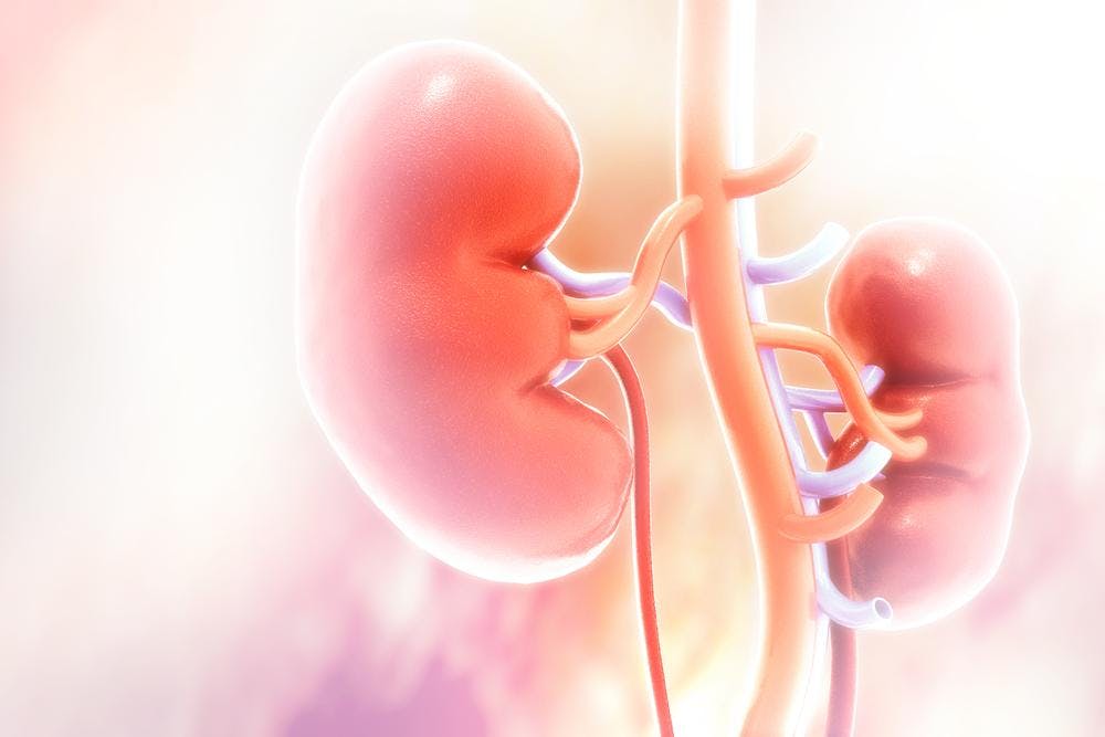 An illustration of kidneys inside a human body.