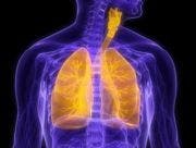 Breathing Room in Obesity: Insulin's Impact on Lung Structure
