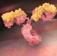 Study Examines Factors in the Development of HIV-Controlling Antibodies