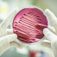 Synthetic Peptide Could Limit Drug-Resistant Bacteria Function