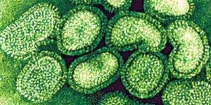 Researchers Come Closer to Universal Flu Vaccine