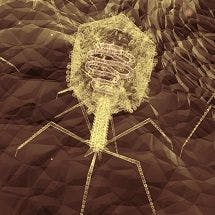 Deploying Bacteriophages Against Clostridium Difficile Infections