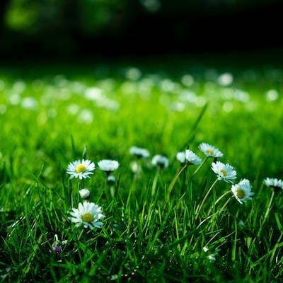 Grass Allergen Levels Better Measured Through Monitoring Patients’ Hay Fever Symptoms