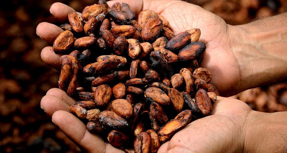 Cocoa Compound Found to Have Positive Effect on Diabetes Management