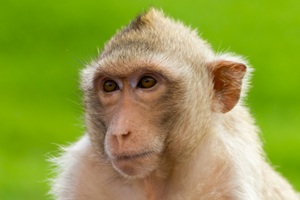 Monkeys in Florida Threatening to Spread Fatal Virus