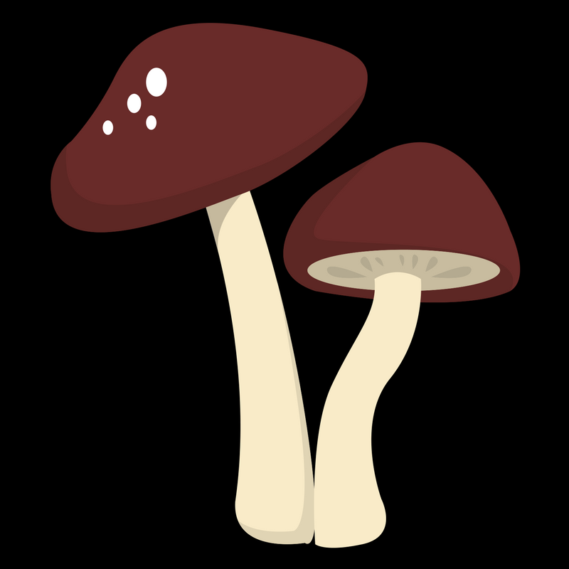 Running Away or Righting The Way: Is Psilocybin a Viable Psychiatric Treatment?