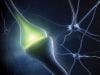 Autism Linked to Excess of Synapses