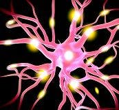 Study: Immune System Protein Has Regulatory Function in Brain 