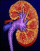 Chronic Kidney Disease Prevalent Among Rheumatoid Arthritis Patients