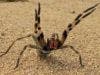 Spider Toxin May Lead to New Pain Treatments for Humans 