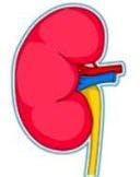 Diabetic Nephropathy May Affect Half of Diabetes Patients 