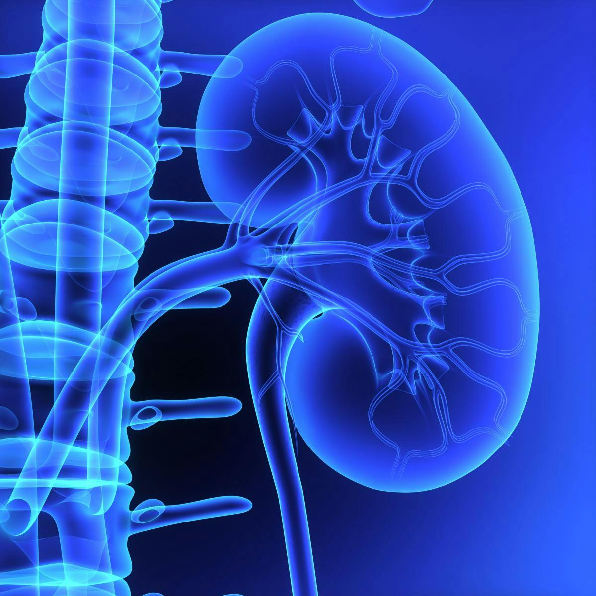 Phase 2 Results Show Increased Kidney Function in Alport Patients