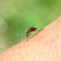 Malaria Drug Amodiaquine Improves Blood Vessel Growth in AMD