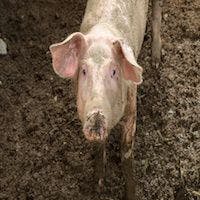 Researchers Suspect Traces of C. difficile in Manure Compost From Pigs