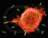 Cell Gatekeeper and Repair Protein Mutated in Certain Cancers
