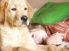 "Hypoallergenic Dog" a Misnomer, says Study