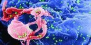 Hepatitis C Virus Proven Infectious for Six Weeks on Surfaces